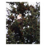 Perched Bald Eagle Art Photo