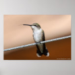 Perched Hummingbird Posters