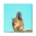 Perched Squirrel magnets