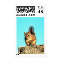 Perched Squirrel Postage Stamp