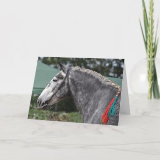 percheron draft horse photo card