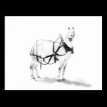 Percheron Draft Horse Equine Art Postcard postcards