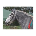 Percheron draft horse mare postcard