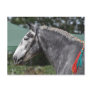 Percheron draft horse mare postcard