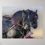 Percheron Draft Horse Work Team posters
