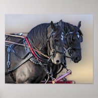 Percheron Draft Horse Work Team Posters