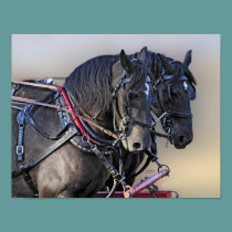 Percheron Draft Horse Work Team posters