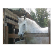 Percheron Draft Mare Postcard