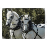 Percheron Team Greeting Card