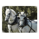 Percheron Team Postcards
