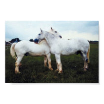 Percherons Grooming Each Other posters