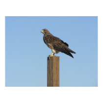 Perching Raptor posters