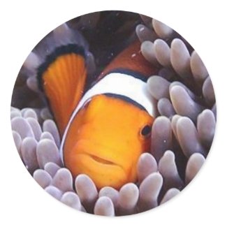 Percula Clownfish sticker