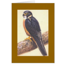 Peregrine Falcon cards by CeylonImages Peregrine Falcon cards