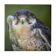 Peregrine Falcon Ceramic Tiles