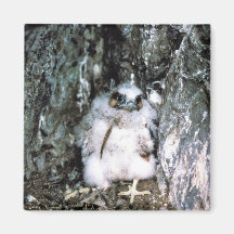 Peregrine Falcon Chick Magnets