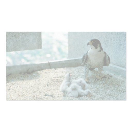 Peregrine Falcon Chicks, Female Business Card (back side)
