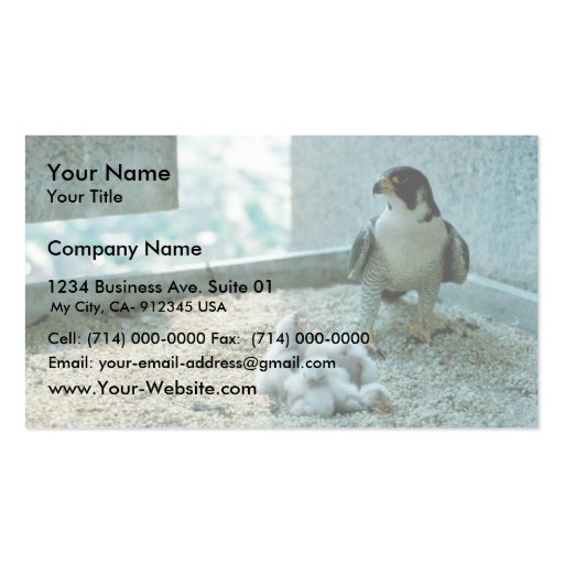 Peregrine Falcon Chicks, Female Business Card (front side)