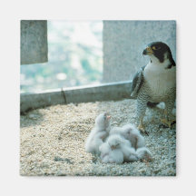 Peregrine Falcon Chicks, Female Refrigerator Magnet