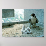 Peregrine Falcon Chicks, Female Print