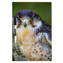 Peregrine Falcon Dry-Erase Whiteboards