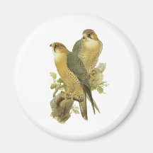 Peregrine Falcon Fridge Magnet