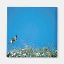 Peregrine Falcon Fridge Magnets