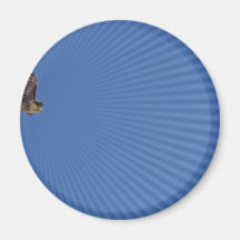 Peregrine Falcon Fridge Magnets