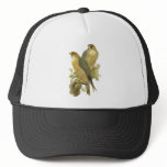Peregrine Falcon hats