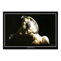 PEREGRINE FALCON I ~ Photo Print or Poster