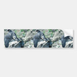 Peregrine Falcon, juvenile Bumper Stickers