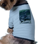 Peregrine Falcon, juvenile Pet Clothes