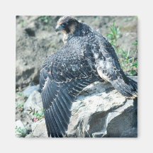 Peregrine Falcon, juvenile Fridge Magnets