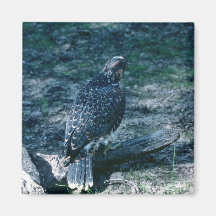 Peregrine Falcon, juvenile Magnets