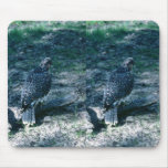 Peregrine Falcon, juvenile Mousepads