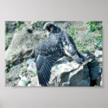 Peregrine Falcon, juvenile Posters