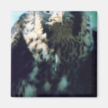 Peregrine Falcon, juvenile Refrigerator Magnets