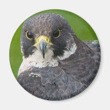 Peregrine Falcon Magnet