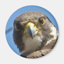 Peregrine Falcon Magnet
