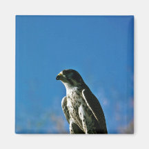 Peregrine Falcon Magnet