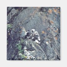 Peregrine falcon magnets