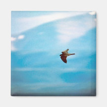 Peregrine Falcon Magnets