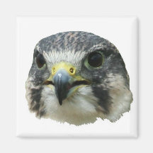 Peregrine Falcon Magnets
