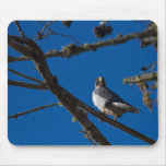 Peregrine Falcon Mousepad