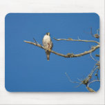 Peregrine Falcon Mousepad