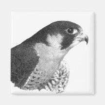Peregrine Falcon-Pencil Refrigerator Magnet