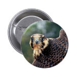 Peregrine Falcon Pins