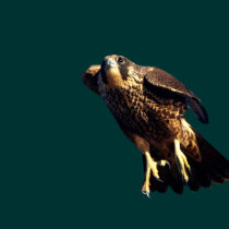 PEREGRINE FALCON Polo Shirt