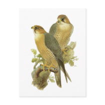 Peregrine Falcon Postcards