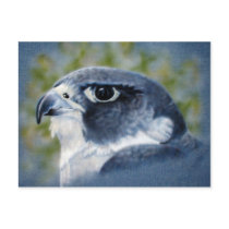 Peregrine Falcon Postcard